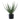 Aloe Vera - Grøn
