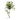 Voksblomst - Grøn