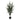 Eukalyptus Træ - Grøn
