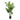 Areca Palme - Grøn